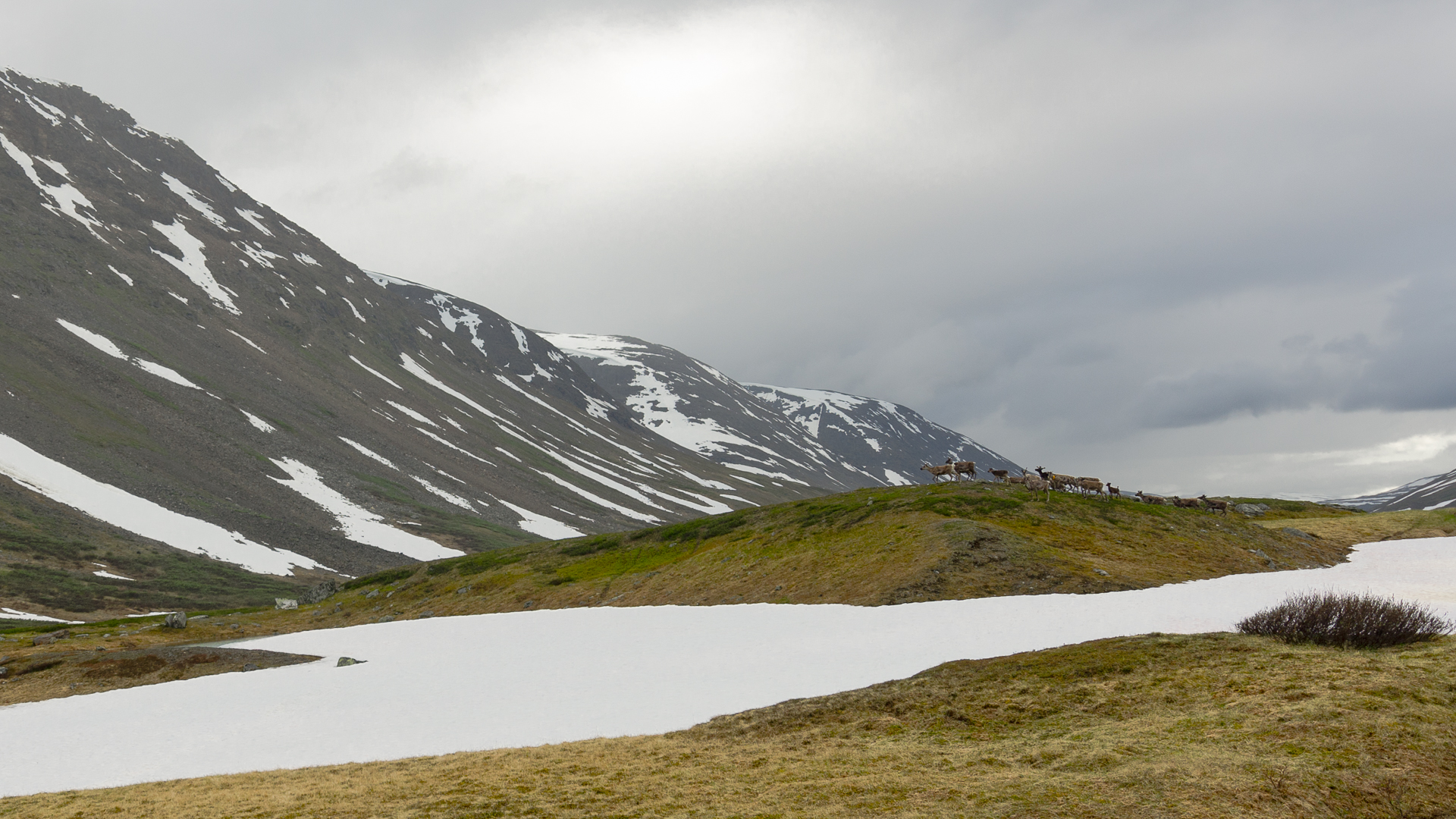 A wide-angle lens is not the best to shoot frightened reindeer. Sheep were more friendly in Norway, maybe too much.