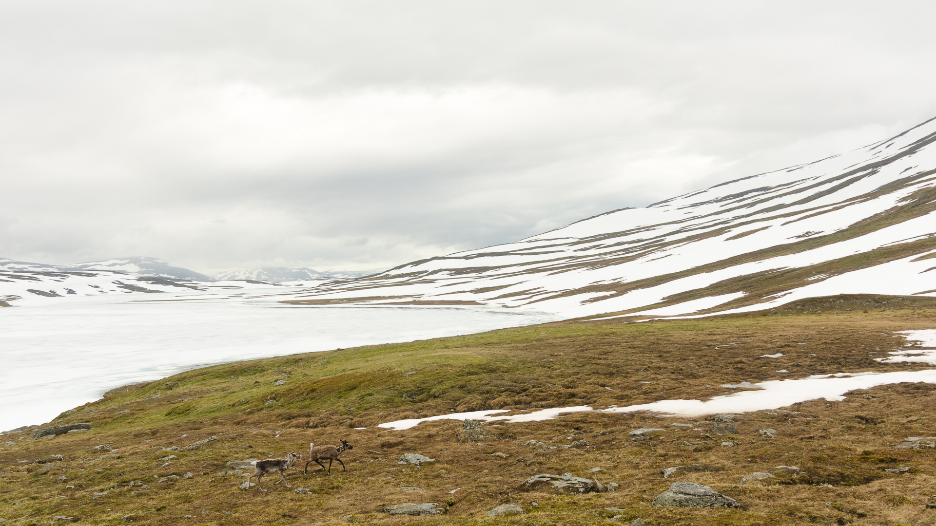 Attracted by my lunch, two curious reindeer circled around me. I ate all of it and they had to leave.